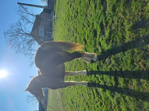 Vand manza de  1 an si 4 luni