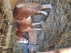 Vand manza de  1 an si 4 luni - imagine 4