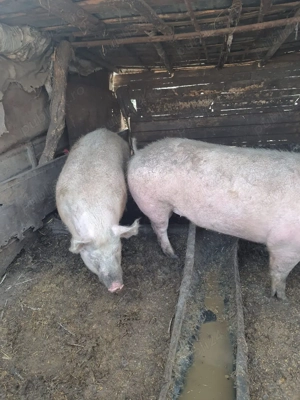 Porci de vanzare !  - imagine 3