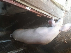 Două purcele  70 kg  !