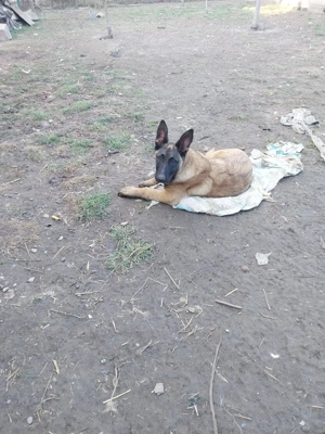 Ciobanesc Belgian  - imagine 3