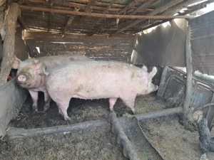 Porci de vanzare !  - imagine 2
