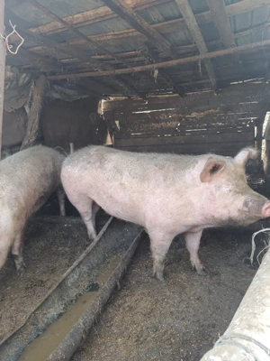 Porci de vanzare !  - imagine 5