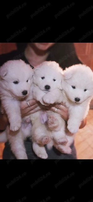 Pui Samoyed superbi   mai este disponibilă o fetiță