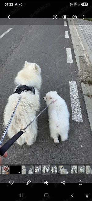 Pui Samoyed superbi   mai este disponibilă o fetiță - imagine 4