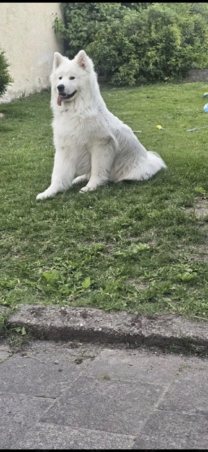 Pui Samoyed superbi   mai este disponibilă o fetiță - imagine 5