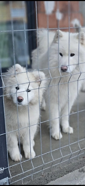 Pui Samoyed superbi   mai este disponibilă o fetiță - imagine 3