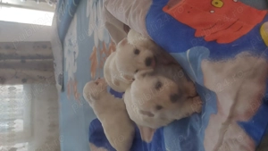 Bischoni Maltez - imagine 2