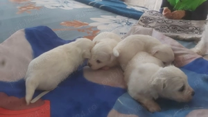 Bischoni Maltez - imagine 5