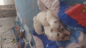 Bischoni Maltez - imagine 3