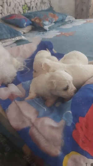 Bischoni Maltez - imagine 4