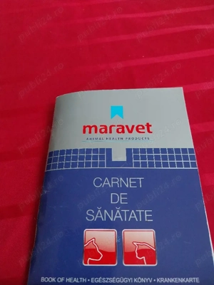 Ciobanesc Belgian  - imagine 4