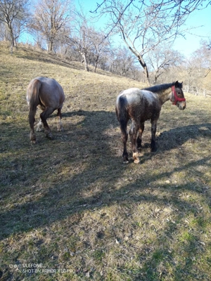 Mânz         ****** - imagine 2