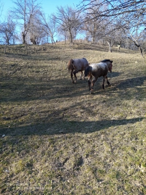 Mânz         ****** - imagine 3