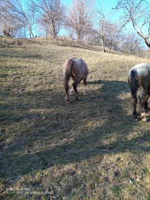 Mânz         ****** - imagine 5