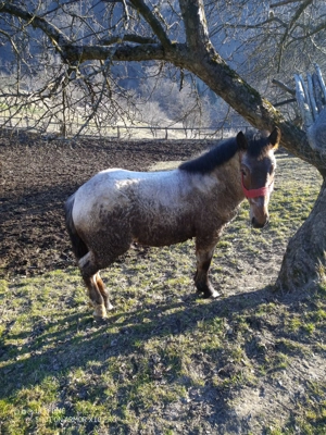 Mânz         ****** - imagine 4