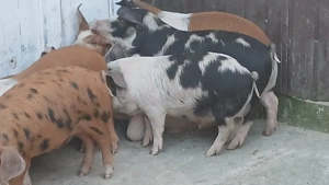 soldani 40 kg - imagine 5