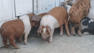 soldani 40 kg - imagine 4