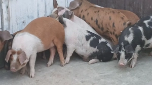 soldani 40 kg - imagine 3