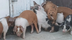 soldani 40 kg - imagine 6