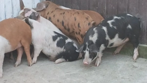 soldani 40 kg - imagine 7