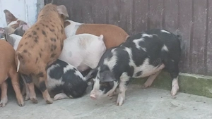 soldani 40 kg - imagine 2