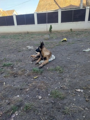 Ciobanesc Belgian  - imagine 5