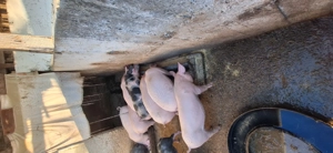 De vânzare,4 purcele de 9 săptămâni  - imagine 2