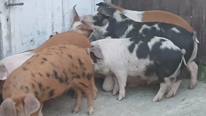 soldani 40 kg - imagine 9