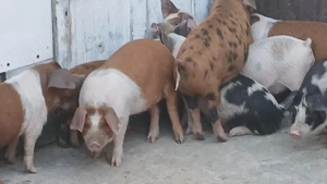 soldani 40 kg - imagine 8