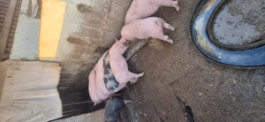 De vânzare,4 purcele de 9 săptămâni  - imagine 4