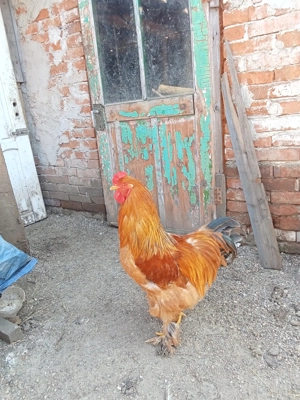 Cocos Bramah de vînzare 