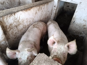 2 porci de vânzare,150-200kg - imagine 3
