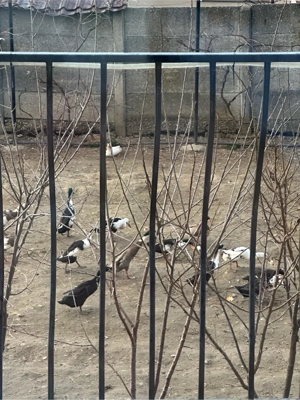 Rate indiene - imagine 3