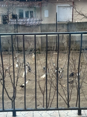 Rate indiene - imagine 4