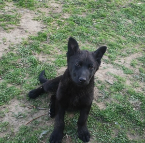 donez catelusa ciobanesc german