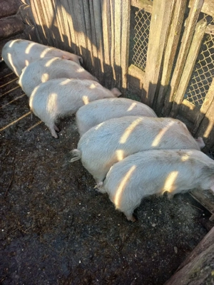 vand purcei de 3 luni - imagine 2