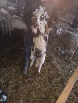 Vindem miei de paste 