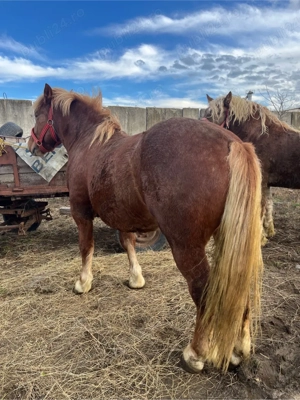 Vand schimb manz 2 ani