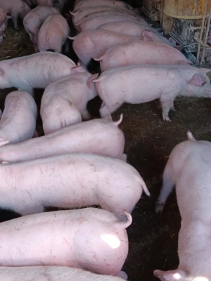 Purcei De Rasă 25 30 35 kg 