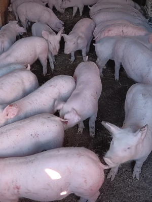 Purcei De Rasă 25 30 35 kg  - imagine 3