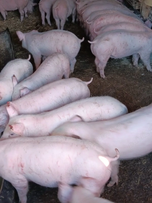 Purcei De Rasă 25 30 35 kg  - imagine 4