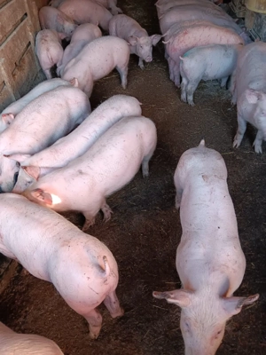 Purcei De Rasă 25 30 35 kg  - imagine 5