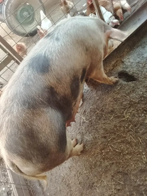 vând scroafă  - imagine 4