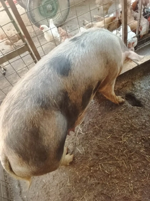 vând scroafă  - imagine 3