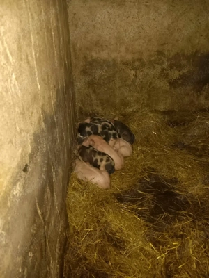 vând scroafă  - imagine 2