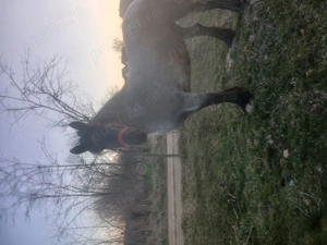 Mânza de vanzare - imagine 3