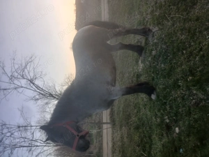 Mânza de vanzare - imagine 4