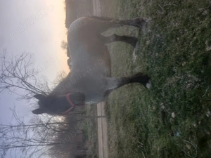 Mânza de vanzare - imagine 2