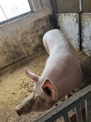 De Vanzare Porc - imagine 2